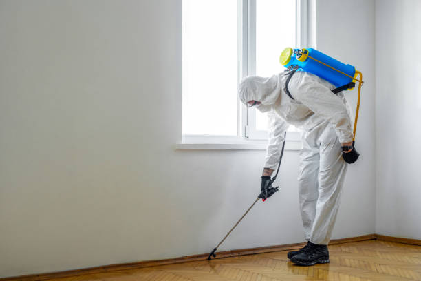 Wasp Removal Services in Timberlake, VA