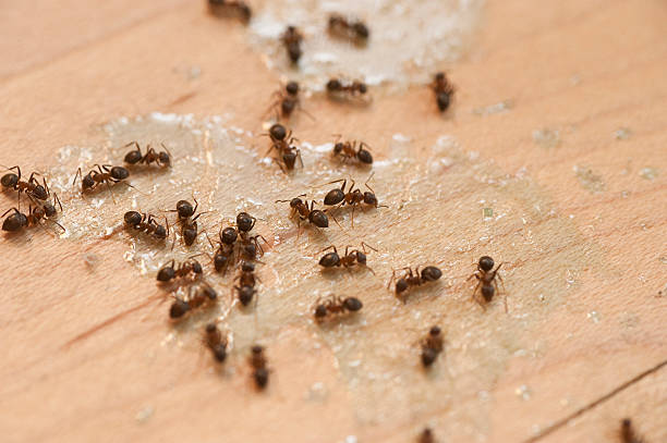 Best Local Pest Control Services  in Timberlake, VA