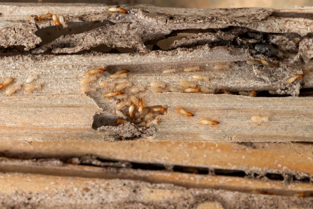 Best Best Pest Control Companies  in Timberlake, VA
